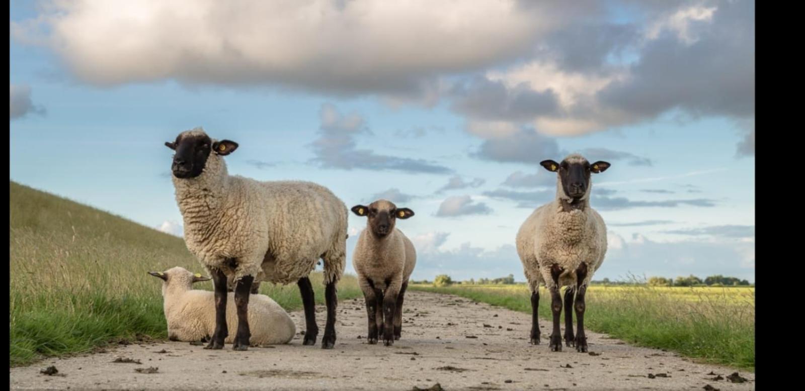 Auf Dem Alten Deich Sande Esterno foto